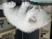 Mavi boncuk british shorthair