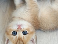Muhteşem Golden British shorthair yavrular