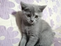 Scottish Fold (2 paticik) ve British Shorthair (1 Paticik)