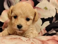 Maltipoo Yavrularımız
