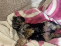 Tuvalet Eğitimli Yorkshire Terrier