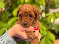 Toy Poodle Yavrularımız Ruhsatlı Çiftlikten