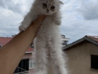 Üst Sınıf Scottish Fold Longhair Erkek Yavru