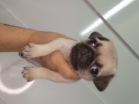 Dişi erkek pug bebekler