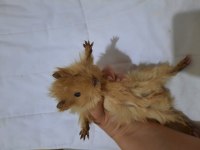 Peruvan ginepig yavrularımız