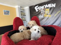 wv eğitimli maltipo yavrular maltese toy poodle ankara da
