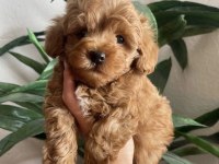 BU FİYATA SON TOY POODLE