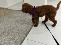 14 aylık sevimli bir deli oğlan poodle