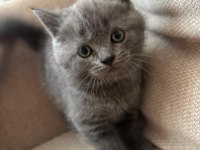 British shorthair sevımlı cocuklar gri senı beklıyo