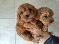 Toy poodle yavrular