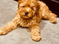 Safkan Toy Boyut Poodle Yavrumuz