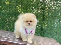 Pomeranian boo yavrularımız