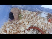 10 adet yavru hamster uygun fiyatlı