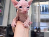 Pembe Renk Mavi Göz Sıfır Tüy Sfenks Erkek