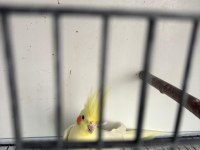 YUMURTA ALINMIŞ SULTAN PAPAĞANI TAKIM
