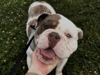 English Bulldog Egzotik Tri Merle