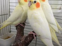 YAVRU SULTAN PAPAGANI BEBEK UYGUN ERKEK