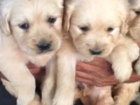 Golden Retriever Köpeği Yavrular