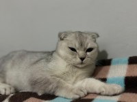 Scottish fold oğluma yuva arıyoruz