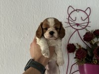 Cavalier king charles bebeklerimiz