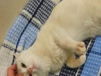 4 aylık dişi sevecen kedimiz yuva arıyor