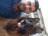 Aslan yeleli a secereli düşük belli kızıl maskeli alman