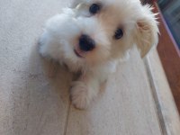 3,5 aylık Erkek Maltipoo