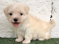 0 BEDEN TERRİER KÖPEĞİ YAVRULARI