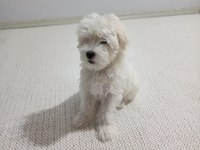 Maltese - Malta Terrier 3 aylık