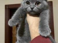 4 AYLIK GRİ SCOTTİSH FOLD DİŞİ A KALİTE YAVRU