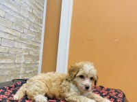 MALTİPOO BEBEK KÖPEKLER TESLİME HAZIR