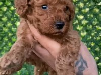 KORE ERKEK TOY POODLE YAVRU KÖPEĞİMİZ