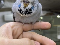 SHOW JUMBO YAVRULAR ÜST VASIF MUHABBET KUŞU