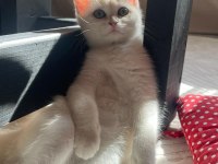 Scottish Straight Shorthair secereli