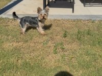Saf terrier köpeğimiz