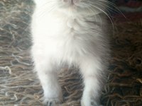 Safkan ırk garantili scottish fold yavrular