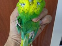 Show jumbo muhabbet kuşu