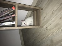 British shorthair 9 mayıs doğumlu