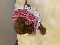 Minik kurabiyeler kore baba - kore kan anne poodle yavruları