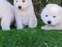 Pamuk Samoyed Bebekler