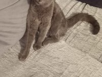 Sevgi pıtırcığı kedimiz 5 aylık