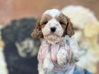 A Kalite Sevimli Ve Oyuncu Maltipoo Yavrum