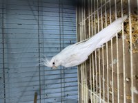 Albino sultan papağanı tek dişi tek erkek takımlar