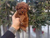 Red Brown Kore Poodle Yavrularımız