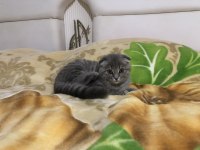 Ev kedisi scottish fold
