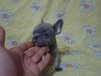 Scrli anatolian bulls üretimi egzotik french bulldog