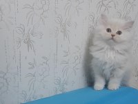 Dünya tatlısı safkan chinchilla yavru