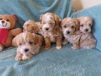Kore kan maltipoo bebekler