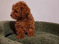 Toy poodle bebekler yeni yuvalarını arıyorlar