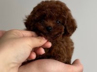 MİNİK TOY POODLE BEBEK